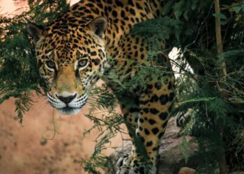 Tamaulipas intensifica acciones para preservar al jaguar en la Biosfera El Cielo