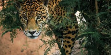 Tamaulipas intensifica acciones para preservar al jaguar en la Biosfera El Cielo