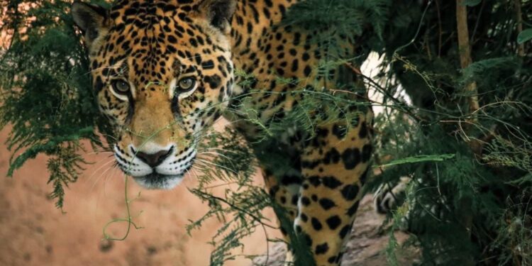 Tamaulipas intensifica acciones para preservar al jaguar en la Biosfera El Cielo