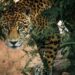 Tamaulipas intensifica acciones para preservar al jaguar en la Biosfera El Cielo