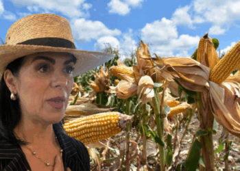 Productores en crisis: advierten que México podría depender de granos extranjeros