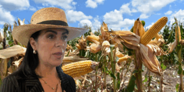 Productores en crisis: advierten que México podría depender de granos extranjeros