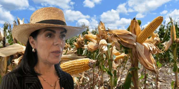 Productores en crisis: advierten que México podría depender de granos extranjeros