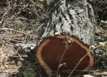 Preocupa tala de mezquites para carbón en zonas rurales de Valle Hermoso