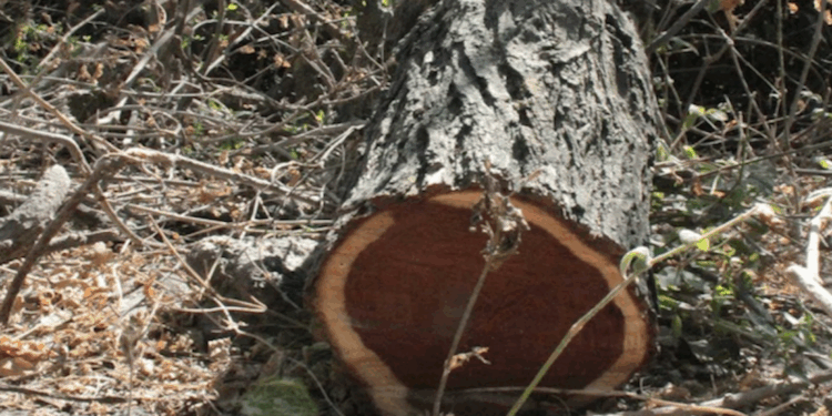 Preocupa tala de mezquites para carbón en zonas rurales de Valle Hermoso