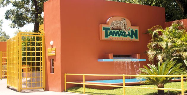 Aclara Zoológico Tamatán: no se escapó ningún mono; se trató de un protocolo de acoplamiento