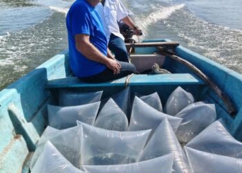 Siembra de alevines de tilapia en presa de Tamaulipas