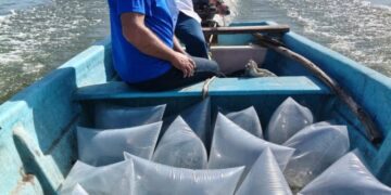 Siembra de alevines de tilapia en presa de Tamaulipas