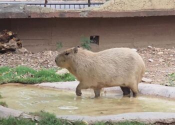 Pareja de capibaras en área acondicionada Zoológico Tamatán