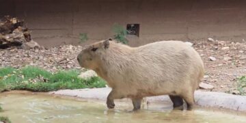 Pareja de capibaras en área acondicionada Zoológico Tamatán