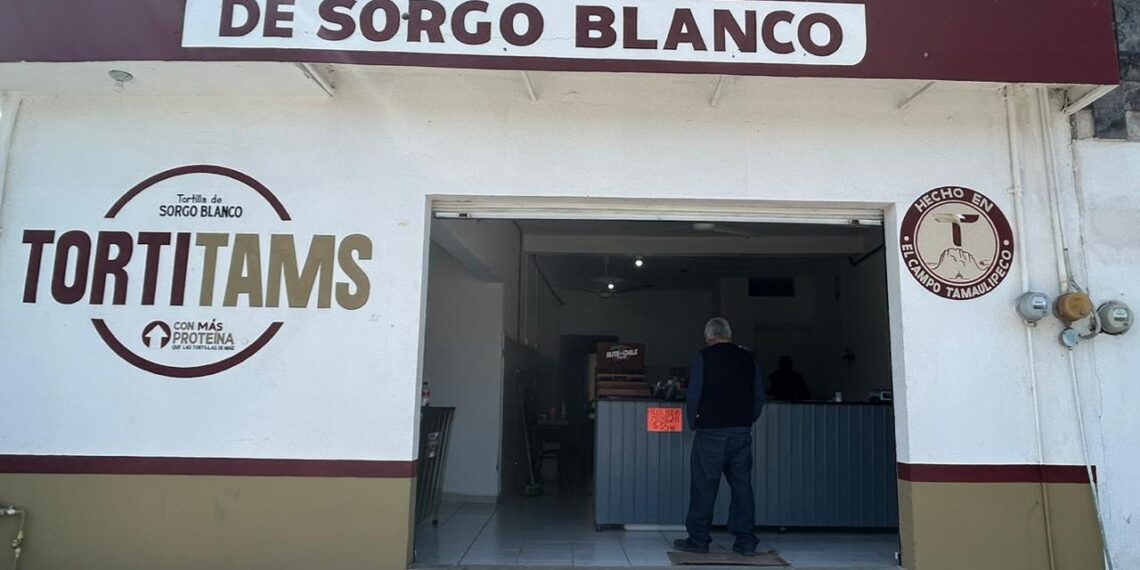 Del campo tamaulipeco a la mesa: tortillas de sorgo conquistan a Victoria