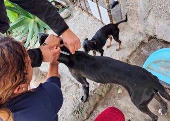 cerco sanitario contra gusano barrenador en Altamira Tamaulipas