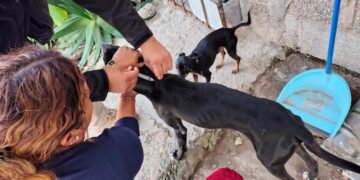 cerco sanitario contra gusano barrenador en Altamira Tamaulipas