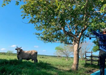 Acciones de prevención contra gusano barrenador en Tamaulipas