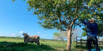Acciones de prevención contra gusano barrenador en Tamaulipas