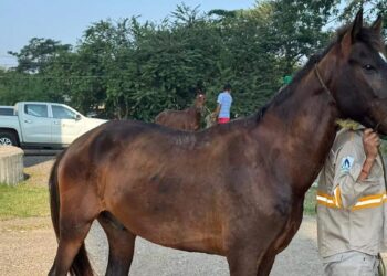 Caballos recibiendo tratamiento antiparasitario en Tampico