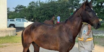 Caballos recibiendo tratamiento antiparasitario en Tampico