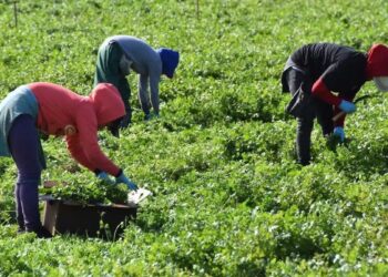 campesinos de Altamira trabajando en el campo