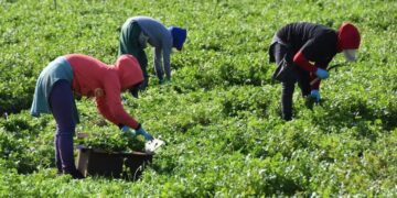 campesinos de Altamira trabajando en el campo