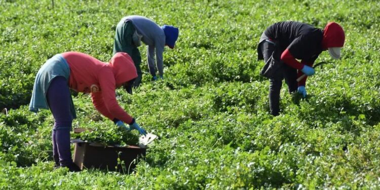 campesinos de Altamira trabajando en el campo