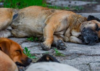 Perro afectado por pirotecnia en San Miguel de Allende
