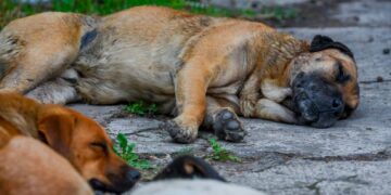 Perro afectado por pirotecnia en San Miguel de Allende