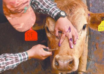 gusano barrenador infestando ganado en campo abierto