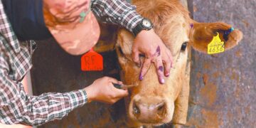 gusano barrenador infestando ganado en campo abierto