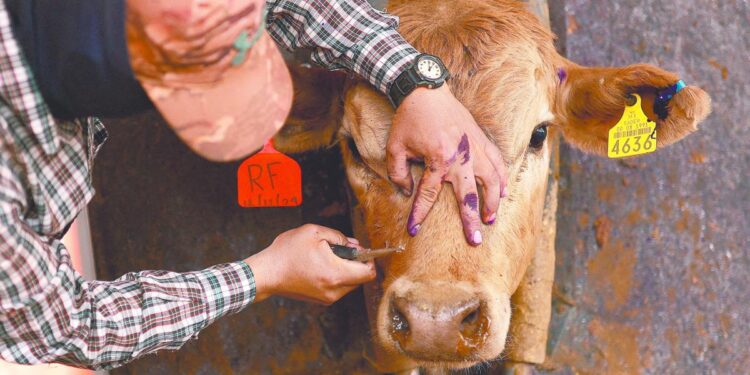 gusano barrenador infestando ganado en campo abierto
