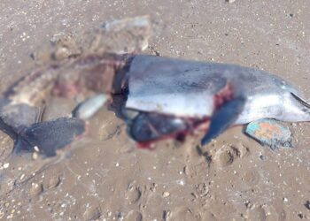 Delfín encontrado sin vida en playa Bagdad Tamaulipas