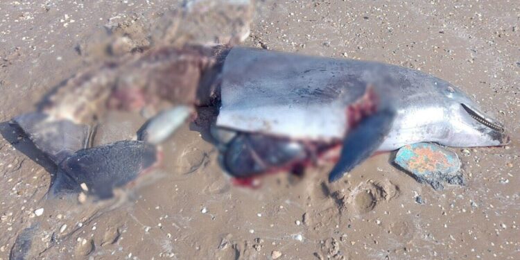 Delfín encontrado sin vida en playa Bagdad Tamaulipas