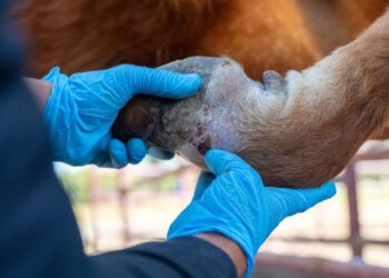 Ganado bovino bajo vigilancia en Michoacán por miasis