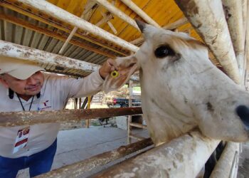 Alertas sanitarias por gusano barrenador en ganado de Altamira