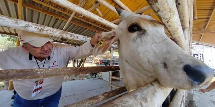 Alertas sanitarias por gusano barrenador en ganado de Altamira