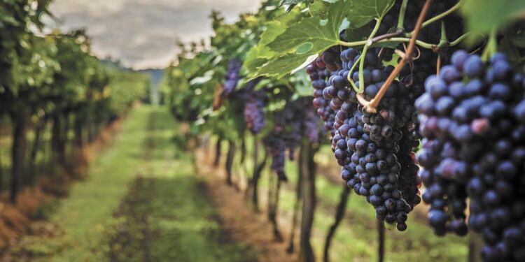 Trabajadores agrícolas en viñedo mexicano cosechando uvas