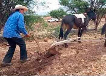 Campos agrícolas en Tamaulipas afectados por crisis