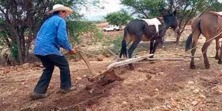 Campos agrícolas en Tamaulipas afectados por crisis