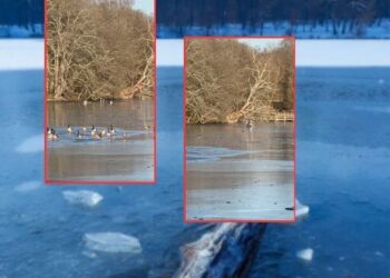 Hombre rescatado en río congelado con perro al lado