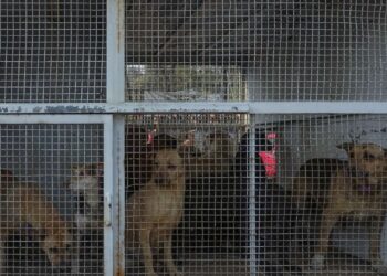 Animales en refugio Franciscano en condiciones críticas
