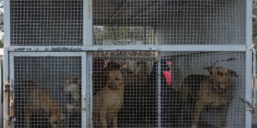 Animales en refugio Franciscano en condiciones críticas