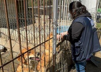 Animales rescatados del Refugio Franciscano en cuidados