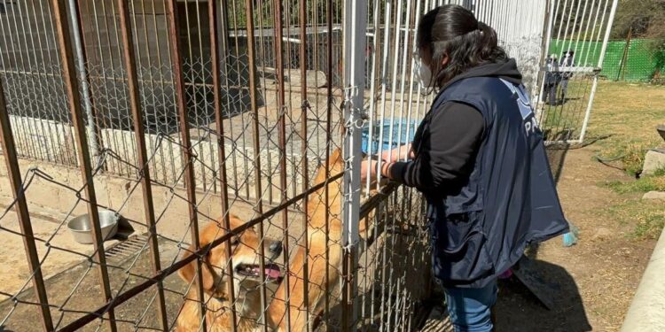Animales rescatados del Refugio Franciscano en cuidados