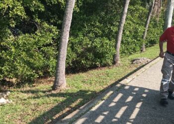 bomberos ahuyentan cocodrilo en Tampico cerca de laguna