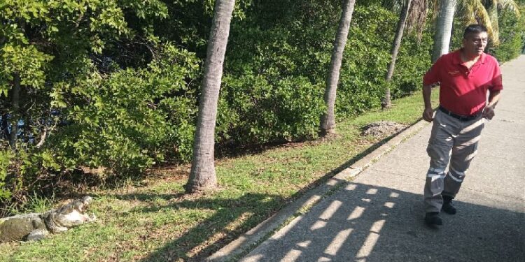 bomberos ahuyentan cocodrilo en Tampico cerca de laguna
