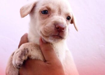 Cachorros en adopción bajo cuidado municipal en Altamira