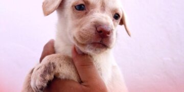 Cachorros en adopción bajo cuidado municipal en Altamira