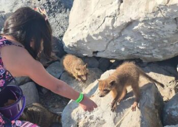 mapaches recibiendo atención veterinaria en Playa Miramar