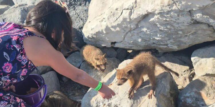 mapaches recibiendo atención veterinaria en Playa Miramar