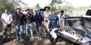 Eduardo Rocha destaca rescate de jaguar en Gómez Farías