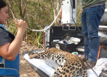 Rescata y libera Comisión de Parques y Biodiversidad a jaguar en Llera